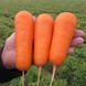 Морква Болівар F1 100 тис. насіння 1,4 - 1,6